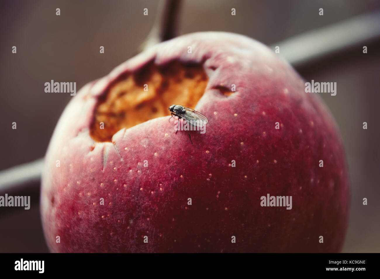 Close-Up Of Fly On Rotten Apple During Autumn Stock Photo