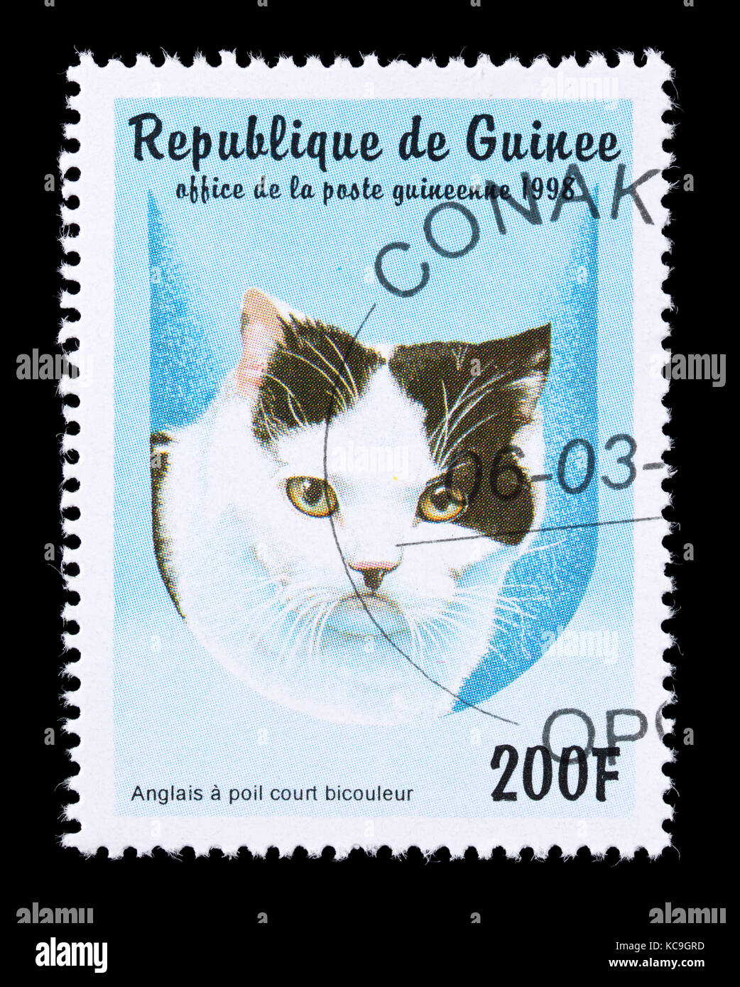 Postage stamp from Guinea depicting an english shorthair bicolor breed of cat. Stock Photo