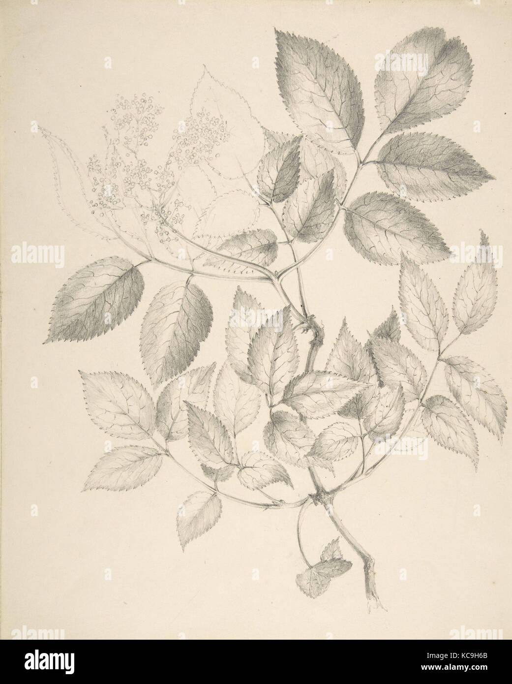 Leaves and Flowers, Anonymous, British, 19th century, 19th century