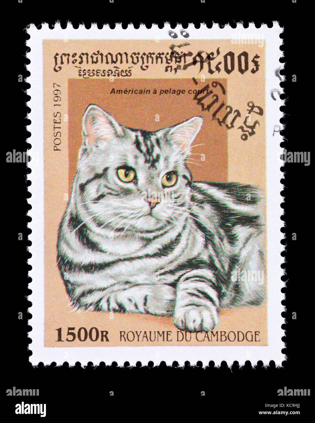 Postage stamp from Cambodia depicting a American short-haired breed of housecat. Stock Photo