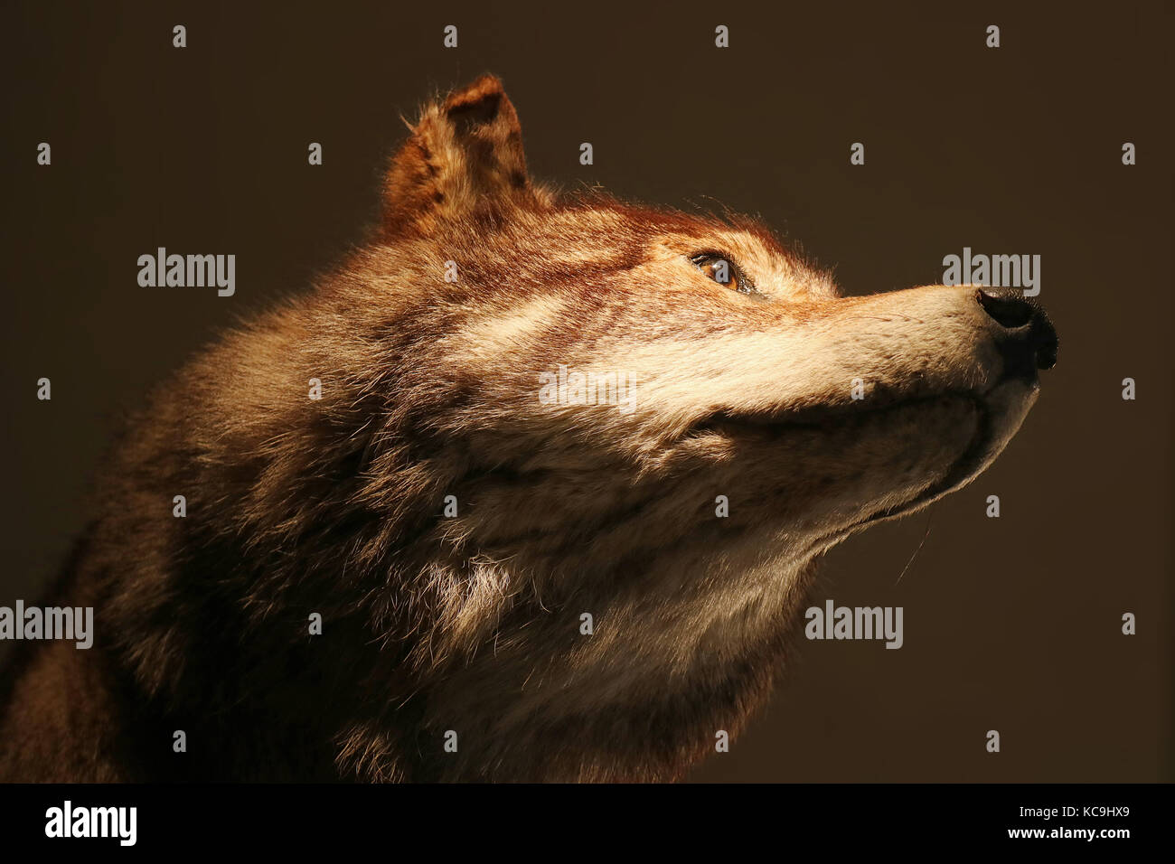head of a stuffed wolf taxidermy in front of a black background Stock