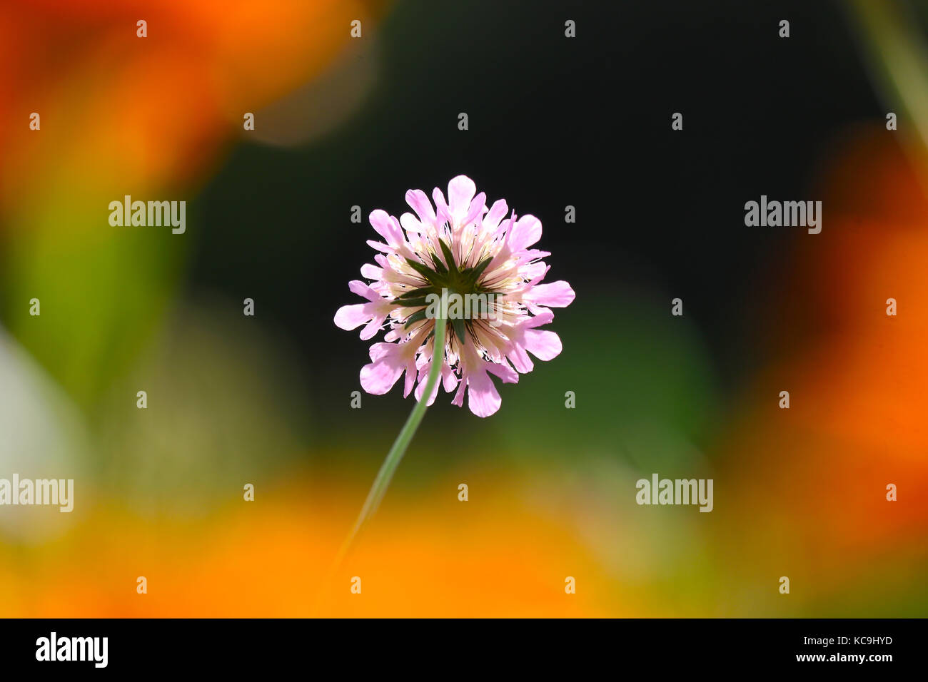 pink pincushion flower in the sun surrounded by blurry orange colored