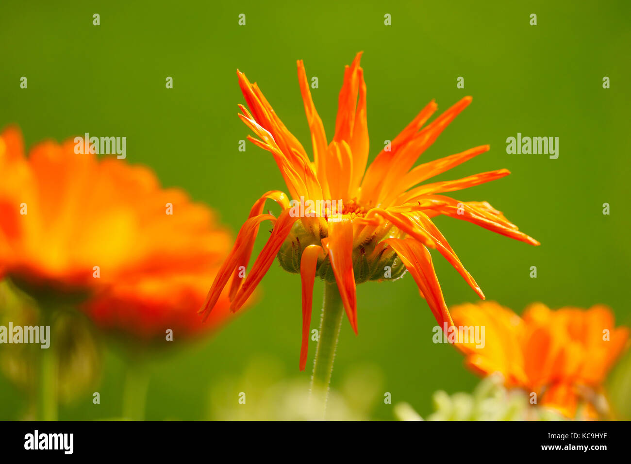 fading wilted orange colored pot marigold flower blossom in front of a green background in autumn fall Stock Photo