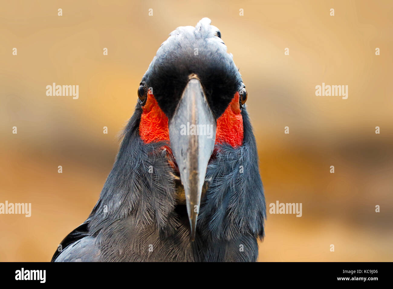 head of an angry looking palm cockatoo.parrot bird in frontal view Stock Photo