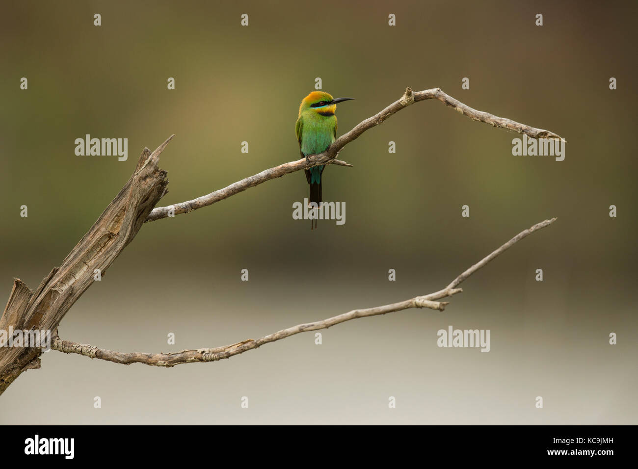 Rainbow Bee Eater Photographed In The Outer Suburbs Of The City