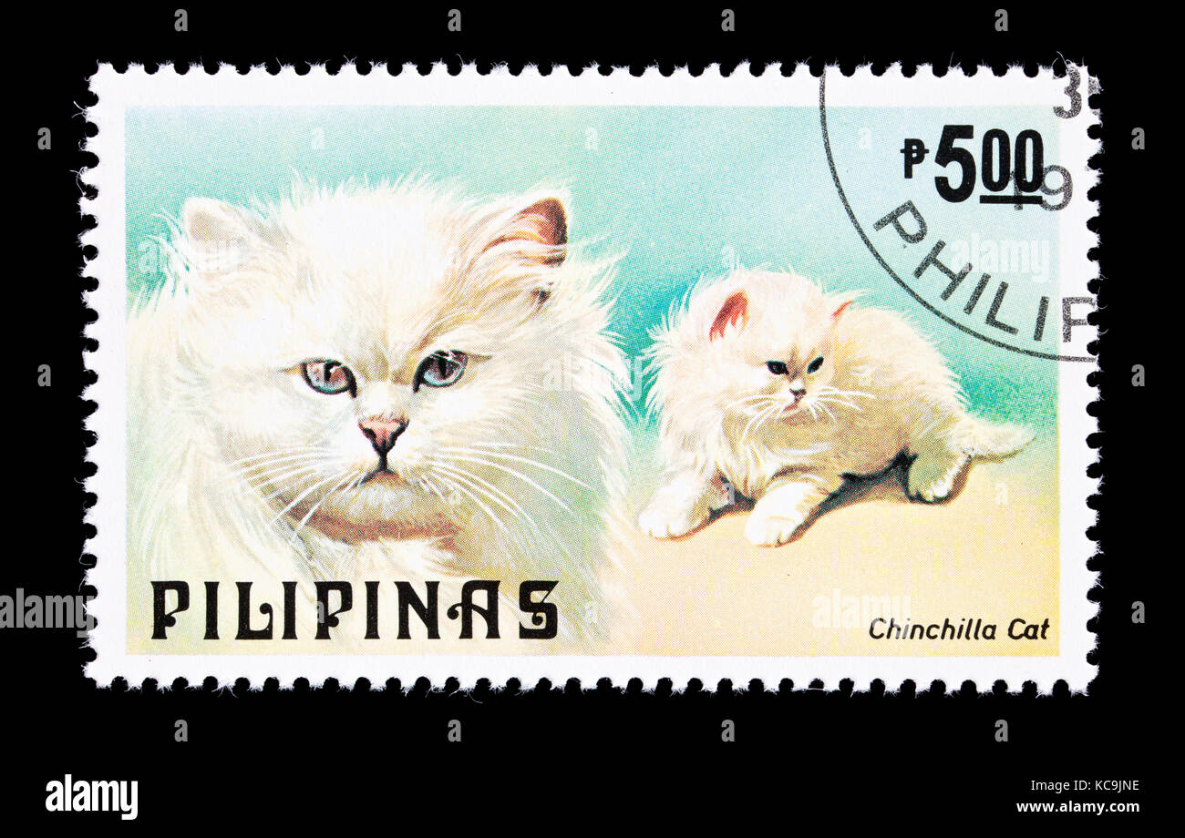 Postage stamp from the Philippines depicting a chinchilla breed of house at. Stock Photo