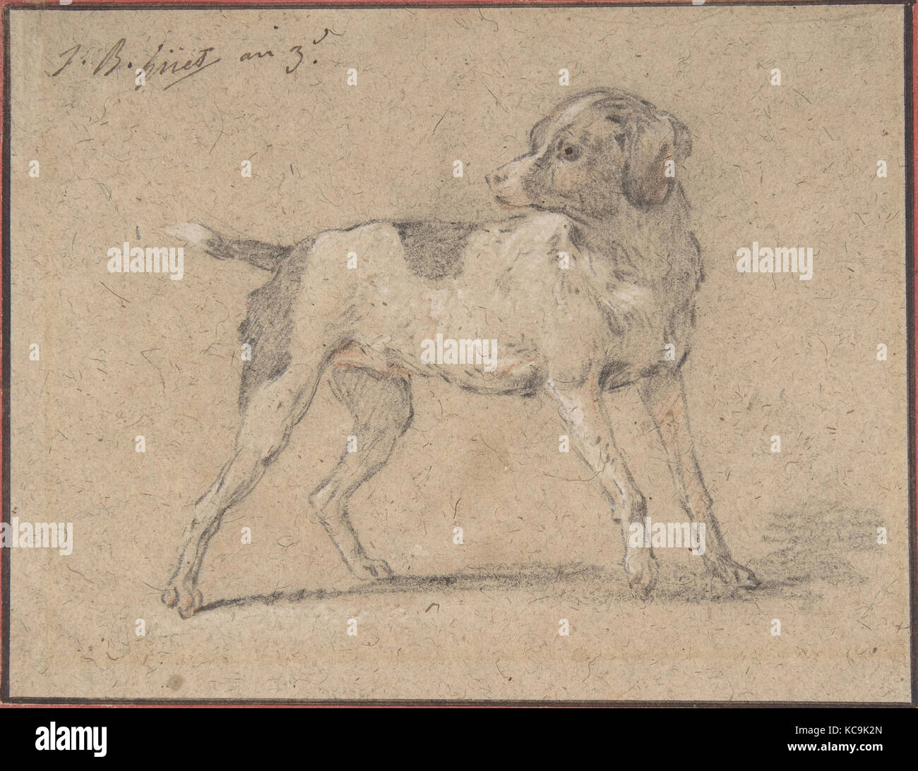 Why Is My Black Dog Turning White