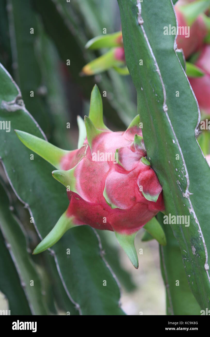 Pitahaya - Drachenfrucht - Anbau Ernte in vietnam Stock Photo