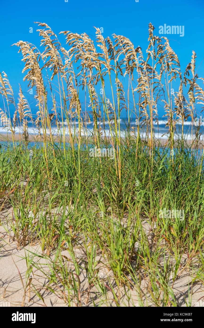 Avon, Outer Banks, North Carolina, USA. Sea Oats (Uniola Paniculata), a