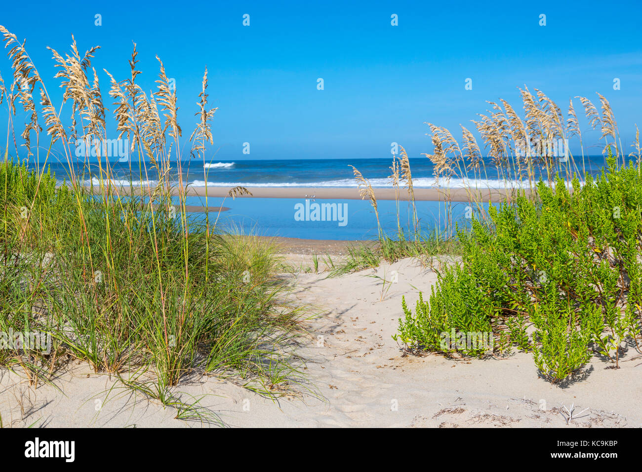 Avon, Outer Banks, North Carolina, USA. Sea Oats (Uniola Paniculata), a