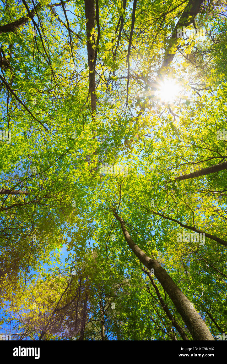 Spring Summer Sun Shining Through Canopy Of Tall Trees Woods. Sunlight In Deciduous Forest, Summer Nature. Upper Branches Of Trees Background Stock Photo