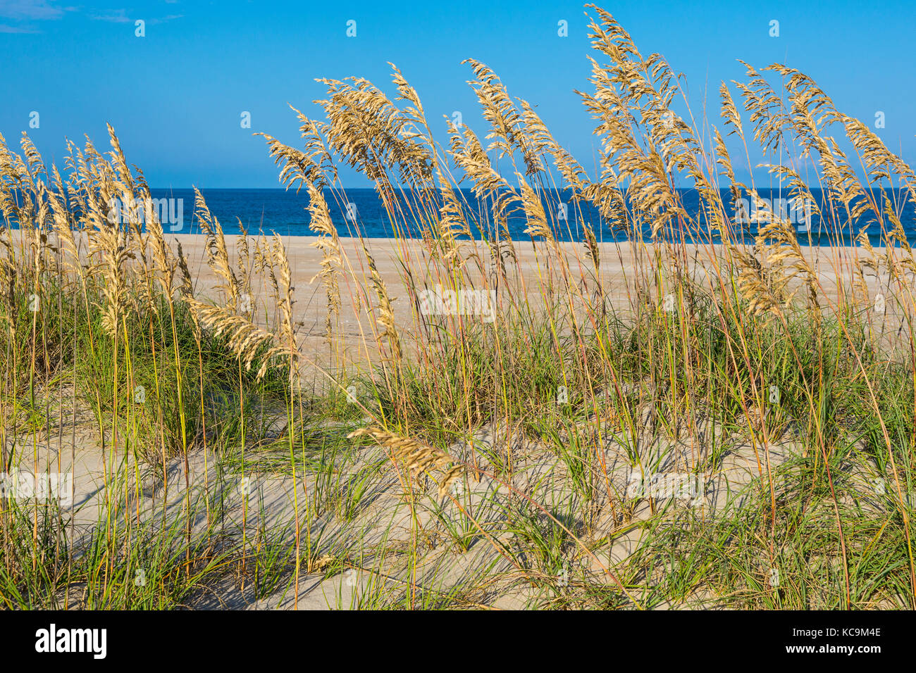 Avon, Outer Banks, North Carolina, USA. Sea Oats (Uniola Paniculata), a