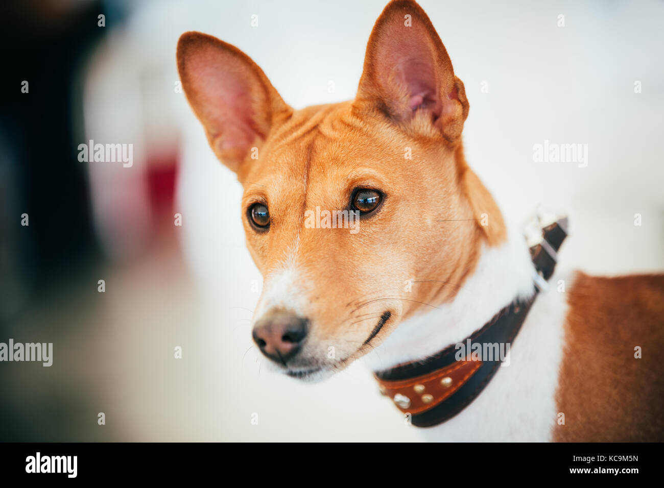 Close Up Basenji Kongo Terrier Dog. The Basenji Is A Breed Of Hunting Dog. It Was Bred From Stock That Originated In Central Africa Stock Photo