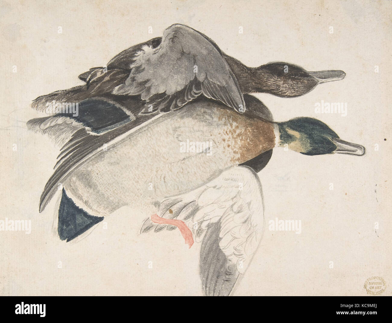 Two Dead Ducks, 1685–1755, Brush with gray, green, blue, black, and orange wash over leadpoint. Traces of framing outlines in Stock Photo