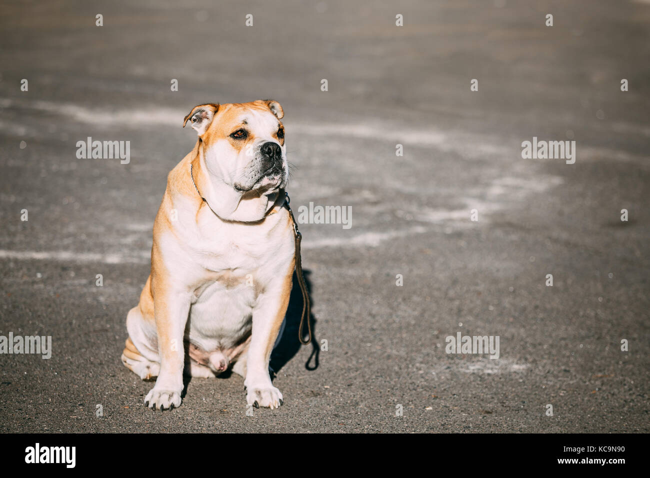 Ca de Bou or Perro de Presa Mallorquin is a typical Molossian dog. Outdoor. Copy space Stock Photo