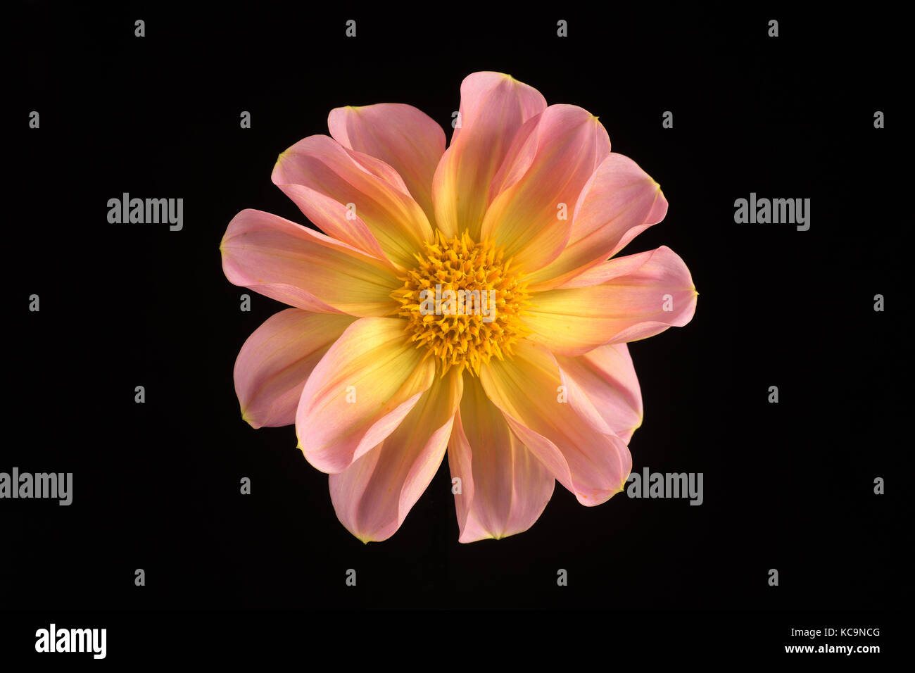 An isolated pink and yellow flower of a dwarf Dahlia set against a black background.   Macro. Symbol of Elegance,Dignity and Faithfulness. Stock Photo