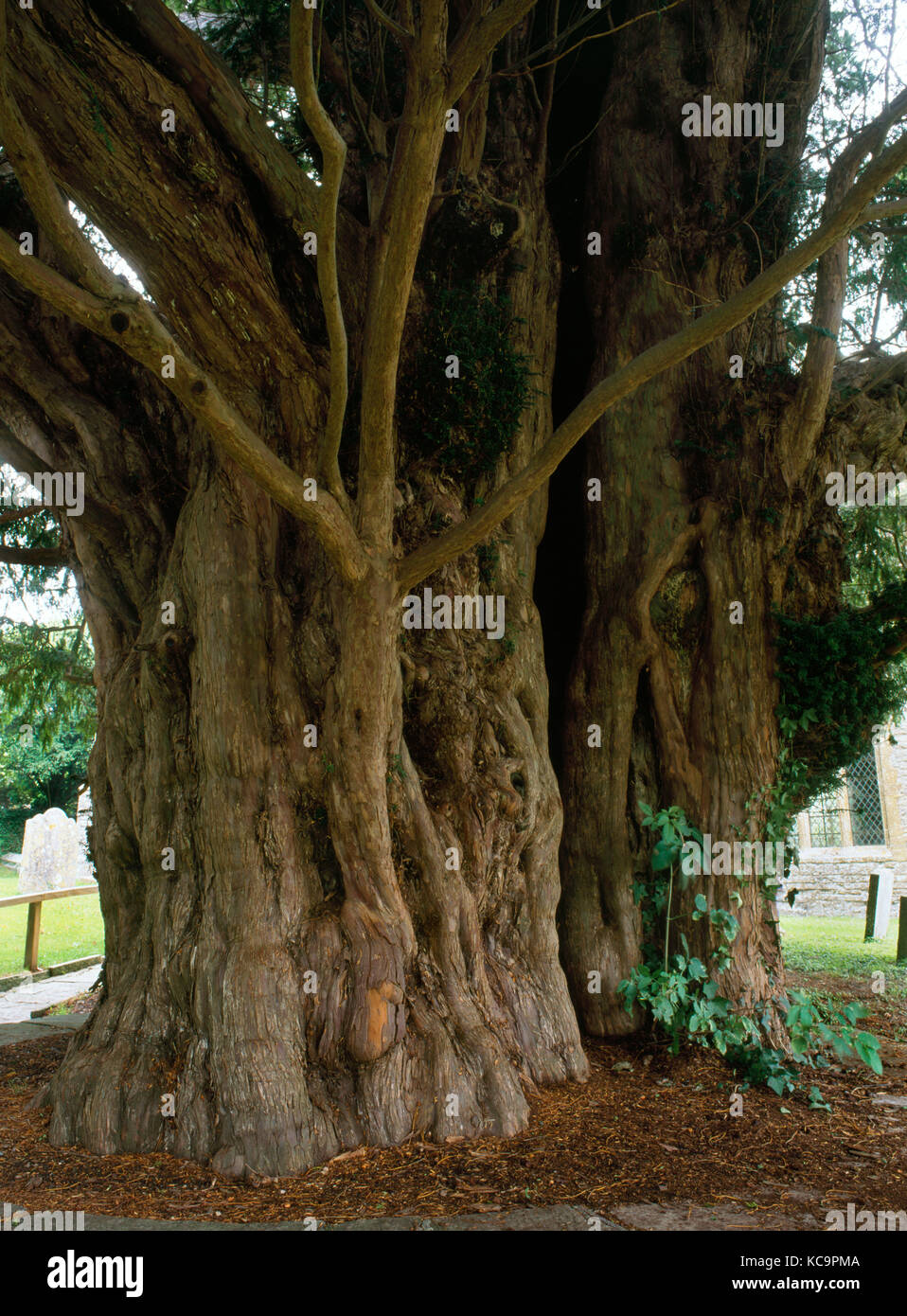 Yew tree uk detail hires stock photography and images Alamy