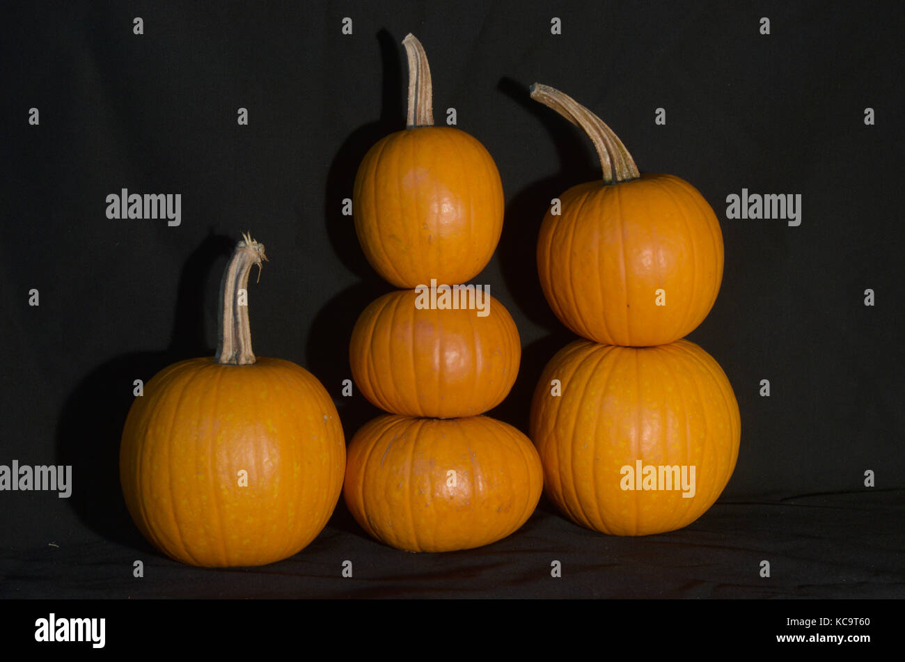 Winter Squash, Pumpkin, Butternut, Peppery, Delicata, On Black Background perfect for Halloween, Stock Photo