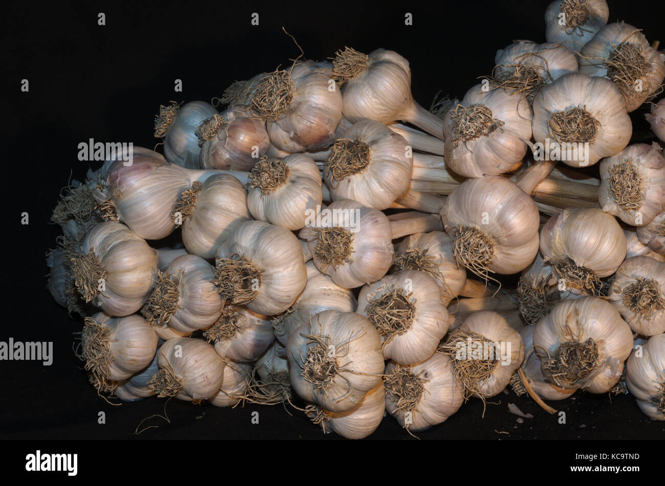 Garlic Bunch on Black Background Stock Photo