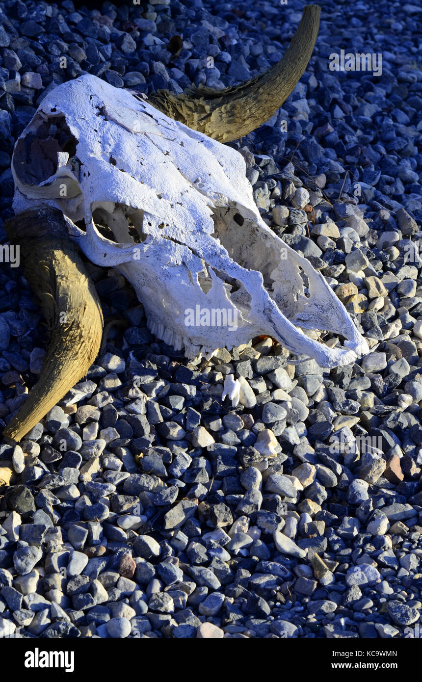 Sun desert skull hi-res stock photography and images - Page 3 - Alamy