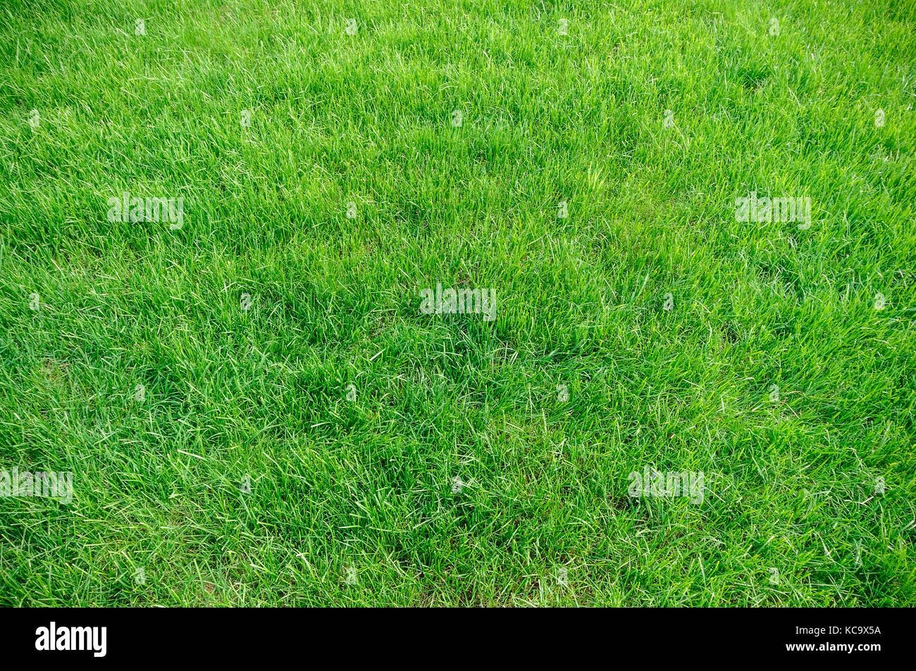 Green grass background texture. Element of design Stock Photo