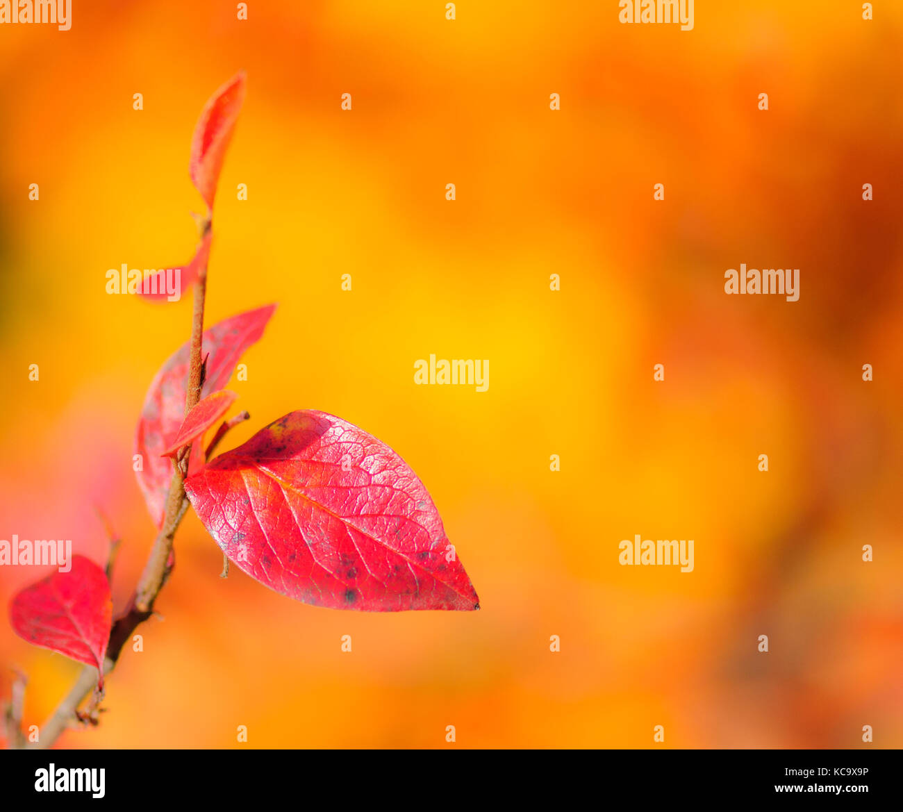 Red colors in nature hi-res stock photography and images - Alamy
