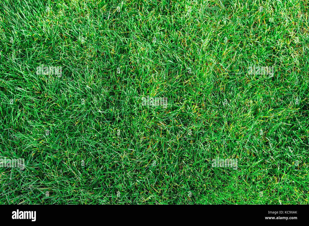 Park field of fresh green grass texture as a background, top view, horizontal Stock Photo