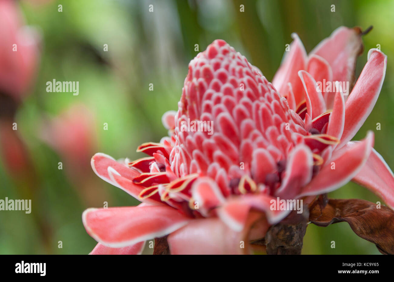 Pink Tropical bromeliad flower in Arenal Costa Rica Stock Photo