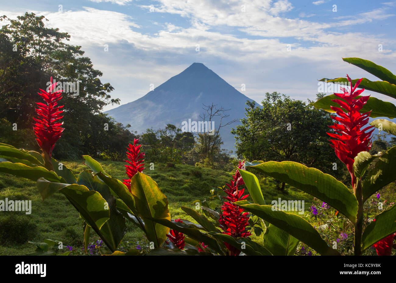 Arenal Volcano in Costa Rica with tropical flowers Stock Photo