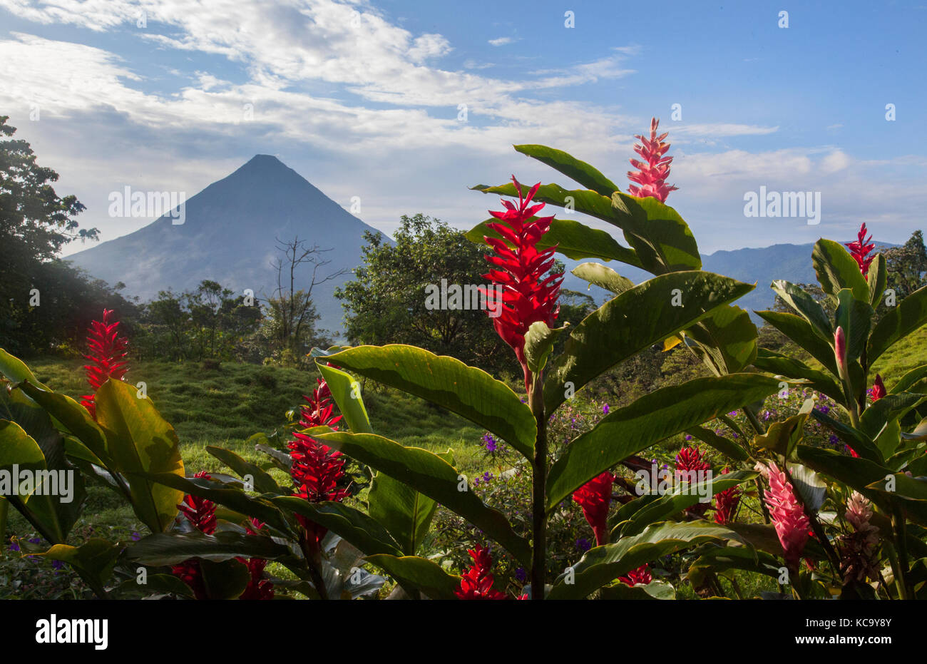 Arenal Volcano in Costa Rica with tropical flowers Stock Photo
