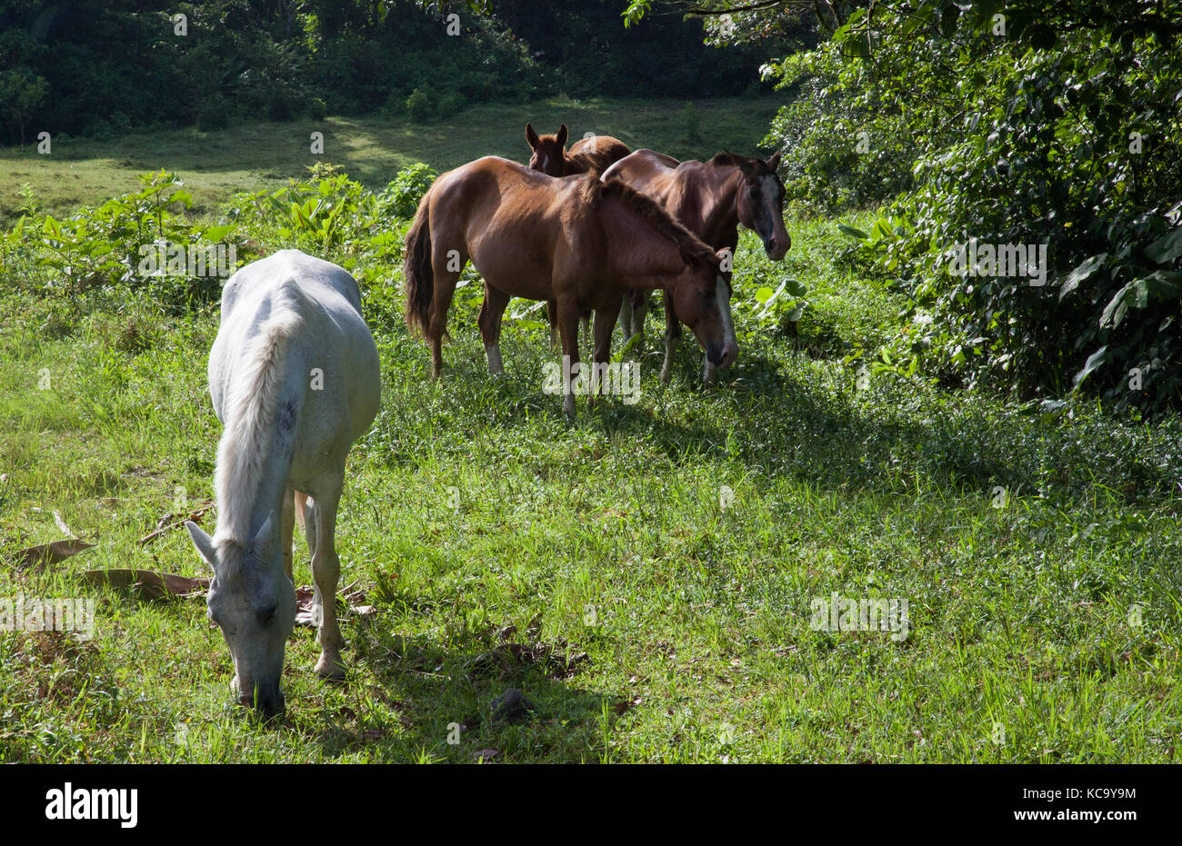 Horses and cattle wildlife in Arenal Volcano National Park in Costa Rica Stock Photo