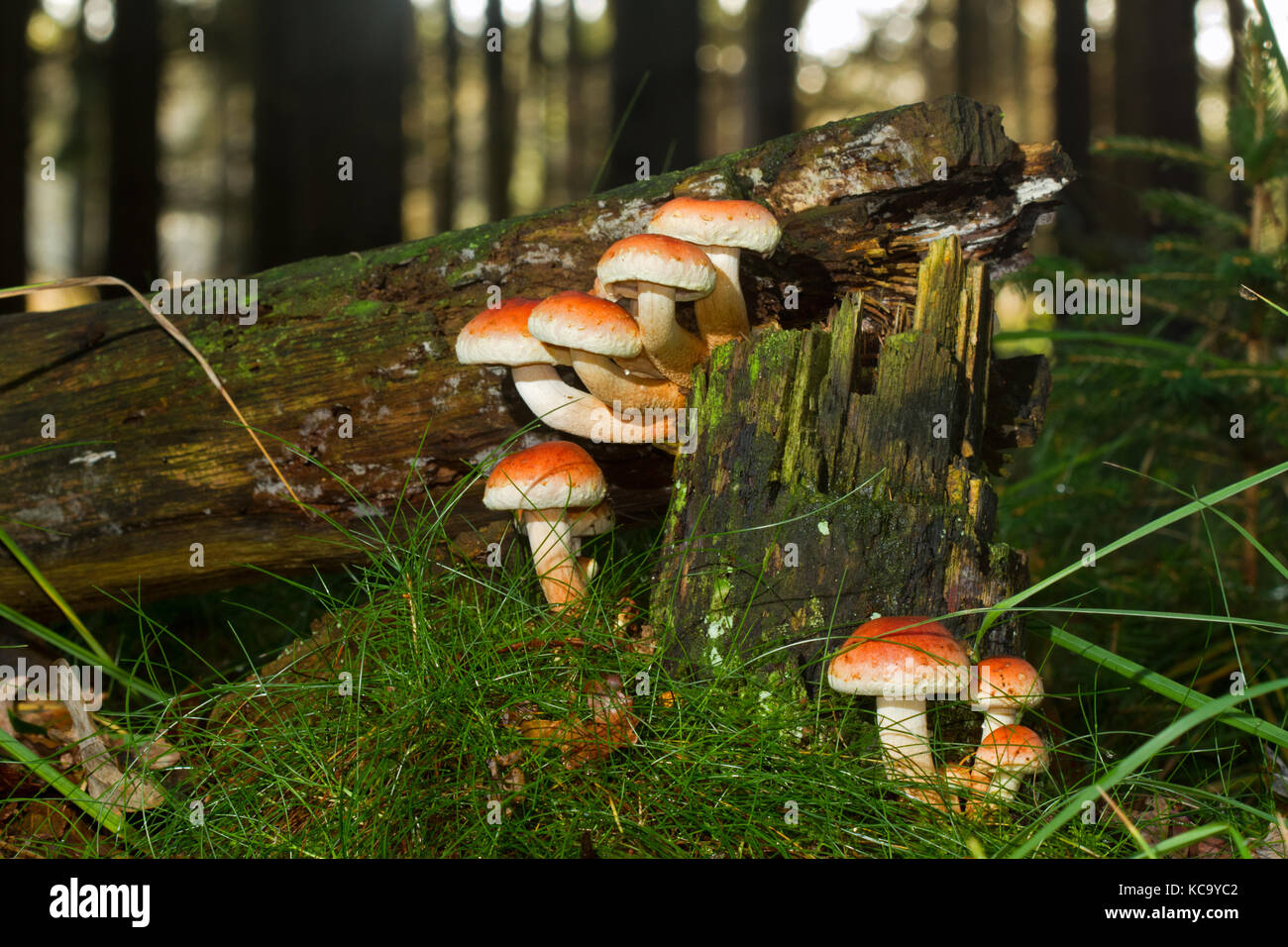 Mushrooms on a rotting tree Stock Photo