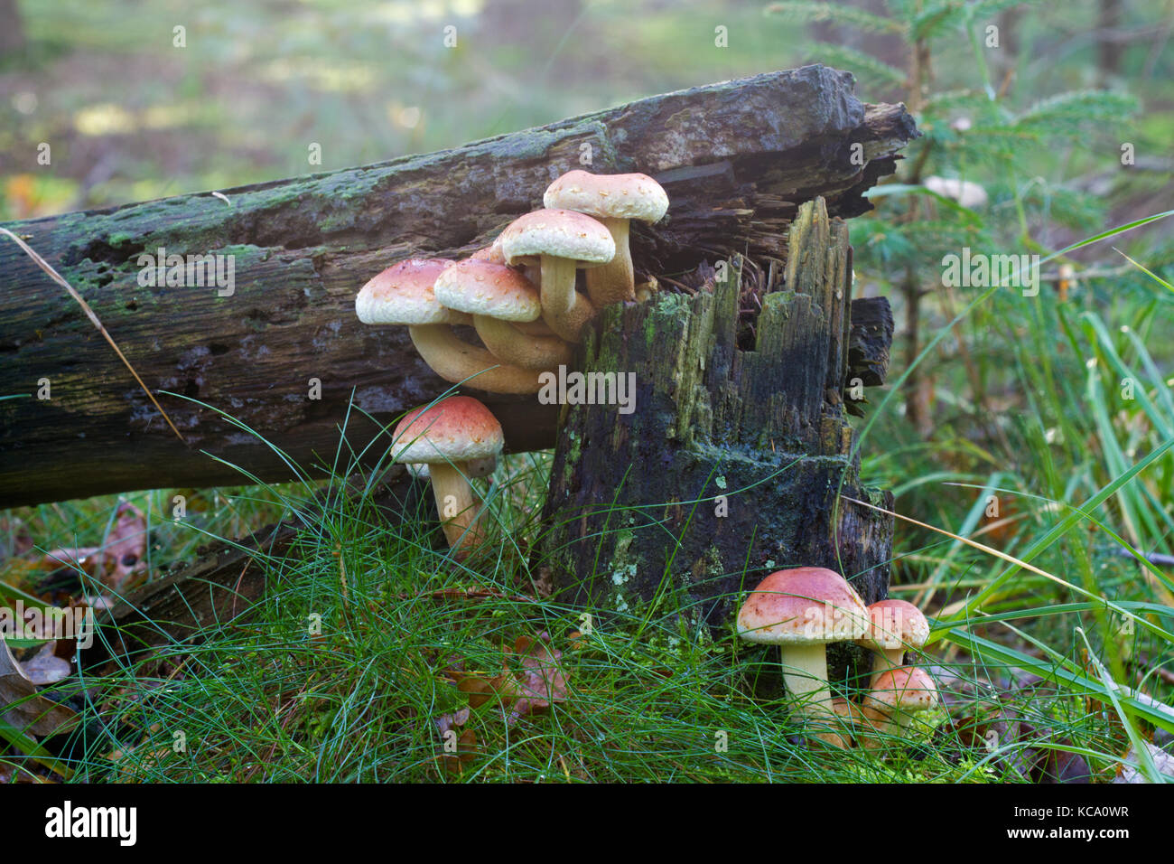 Mushrooms on a rotting tree Stock Photo