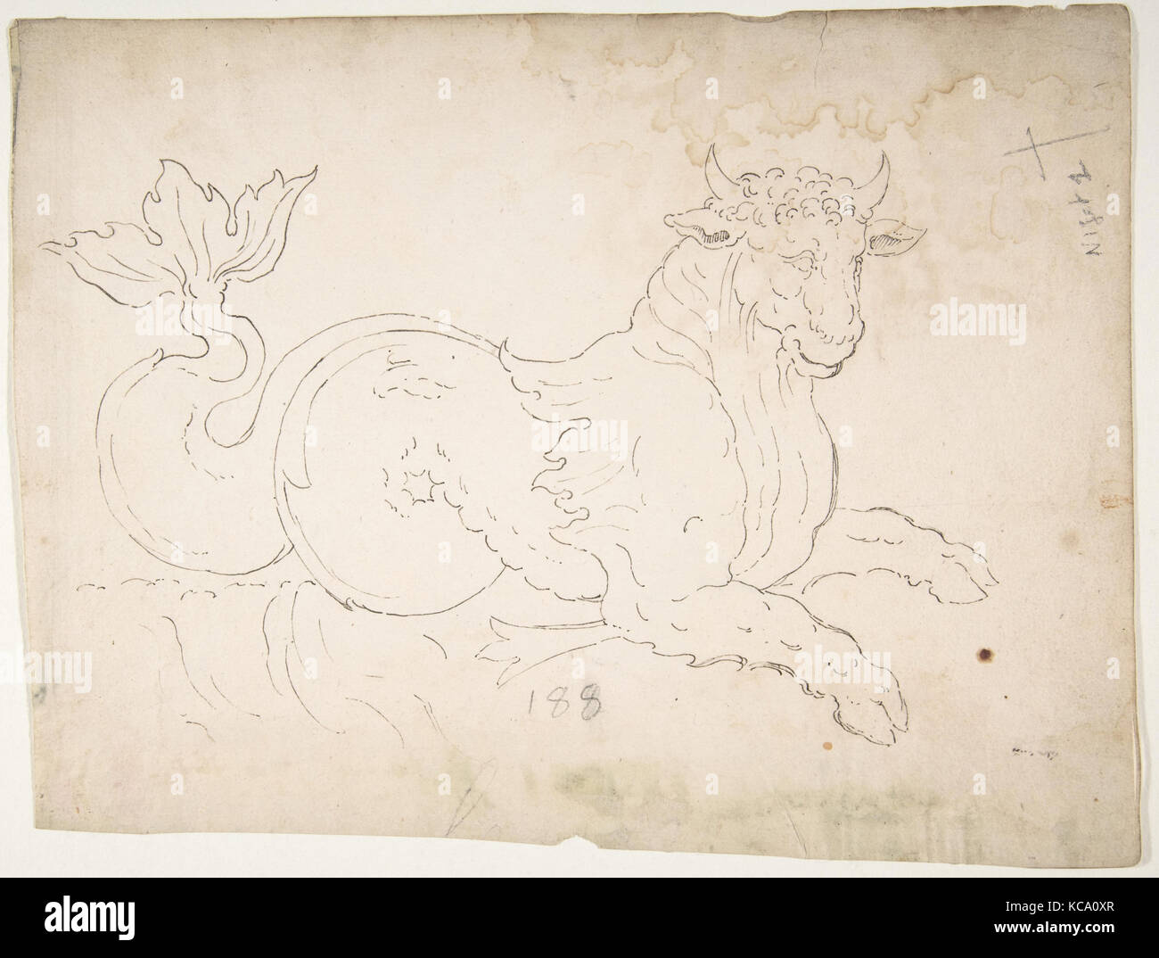 Marine bull, detail (recto) blank (verso), early to mid-16th century Stock Photo