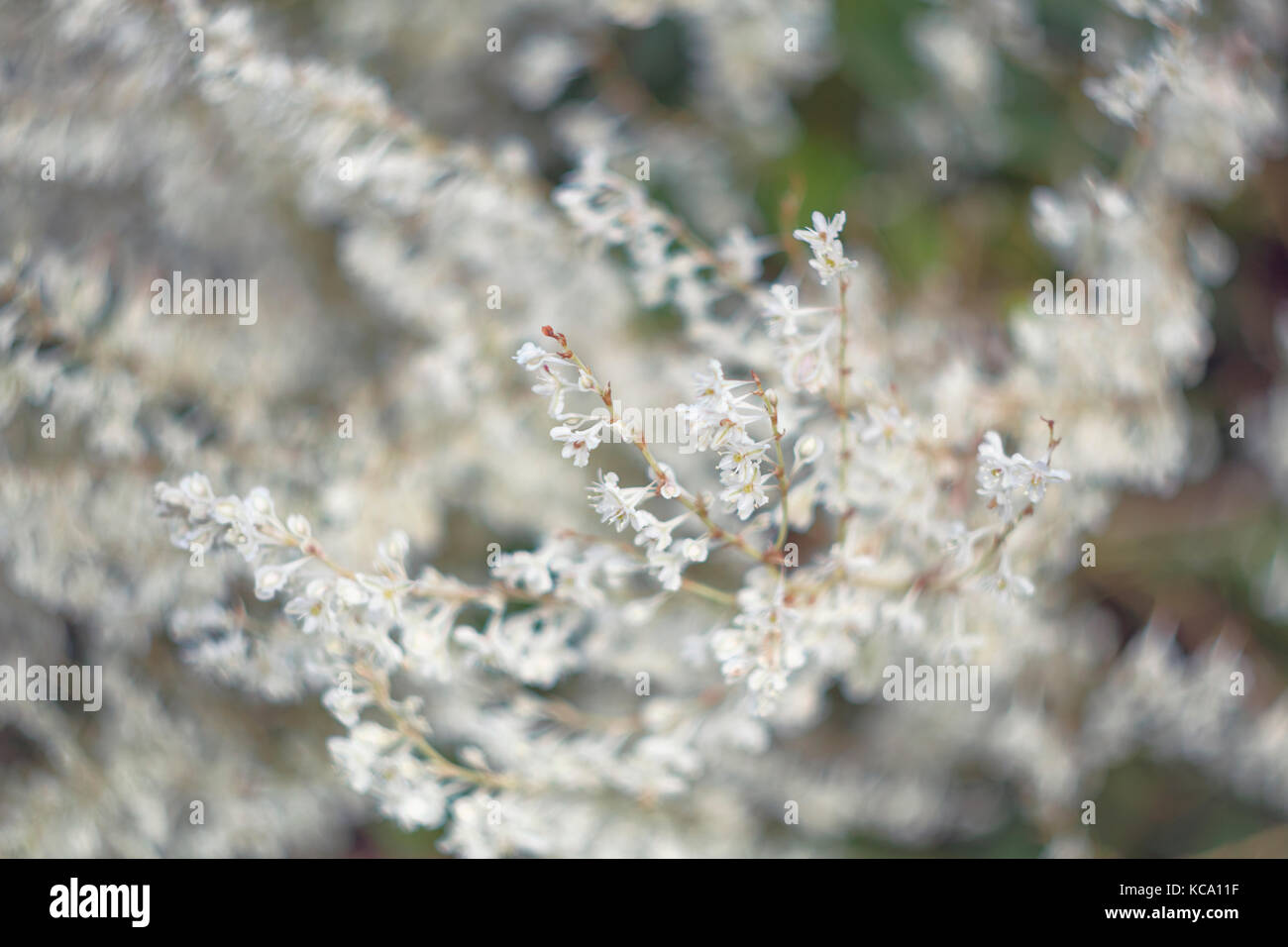 Fallopia, white dreamy flowers Stock Photo