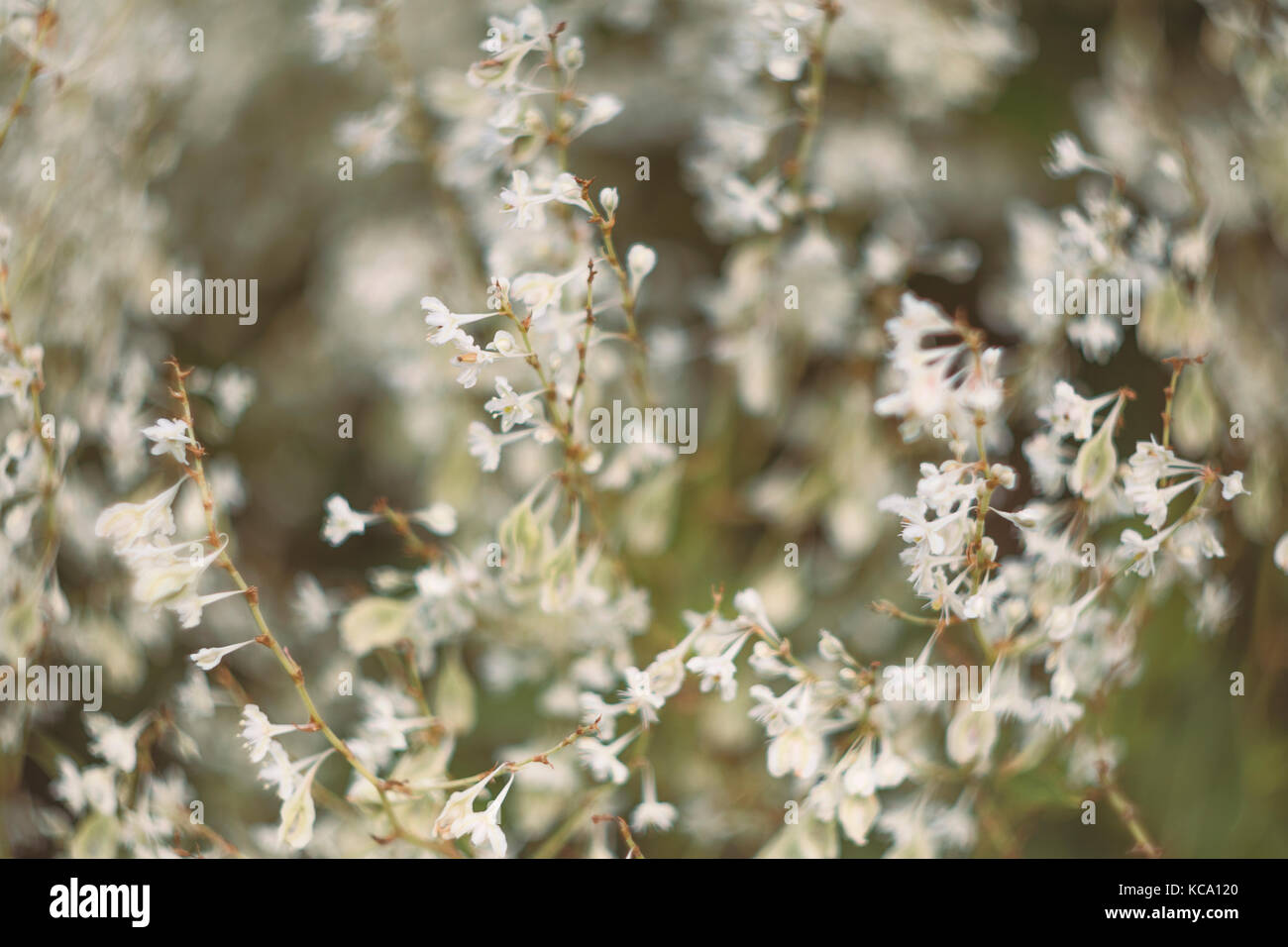 Fallopia, white dreamy flowers Stock Photo - Alamy