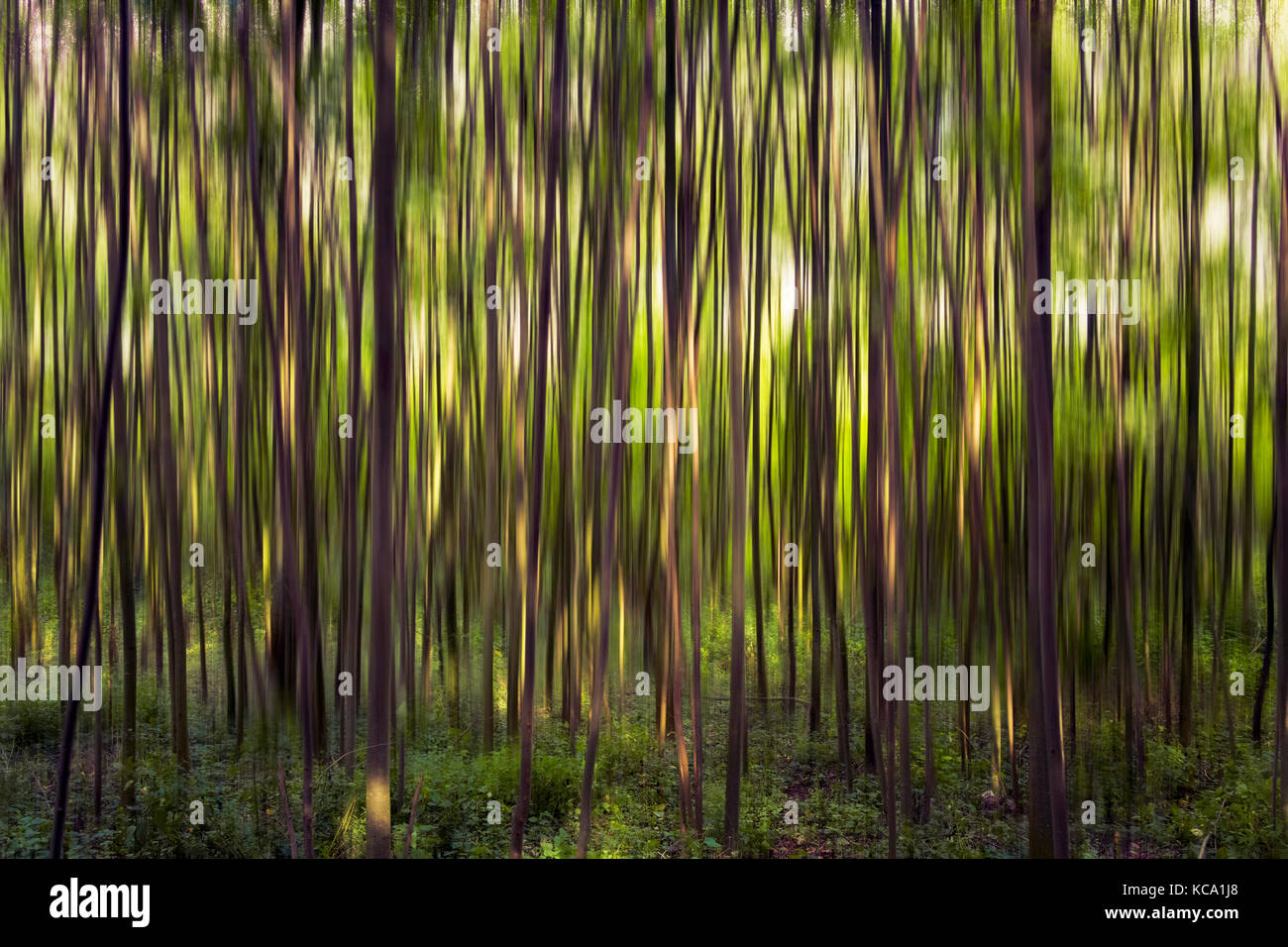 Gree yellow brown trees with motion blur Stock Photo