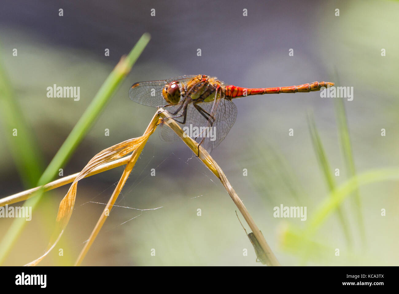 Female Common Darter Dragonfly in British Summer, Thatcham, Berkshire, UK Stock Photo