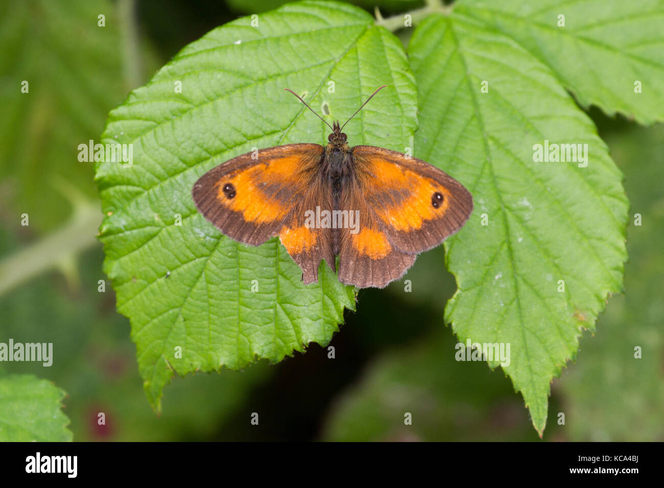 Gatekeeper Butterfly (pyronia tithonus) perched on green plant Stock ...