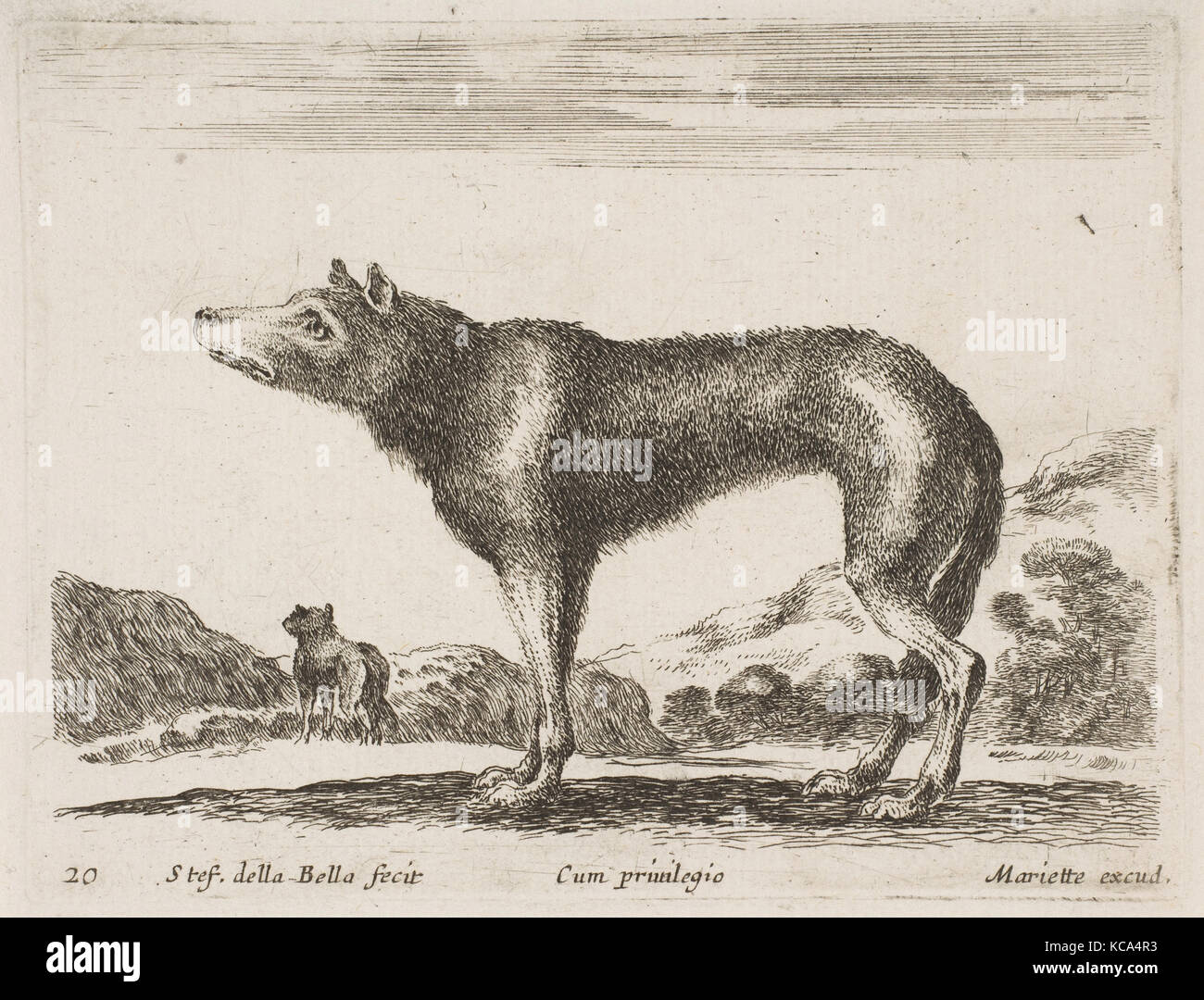 Plate 20: wolf, from 'Various animals' (Diversi animali), Stefano della Bella, ca. 1641 Stock Photo