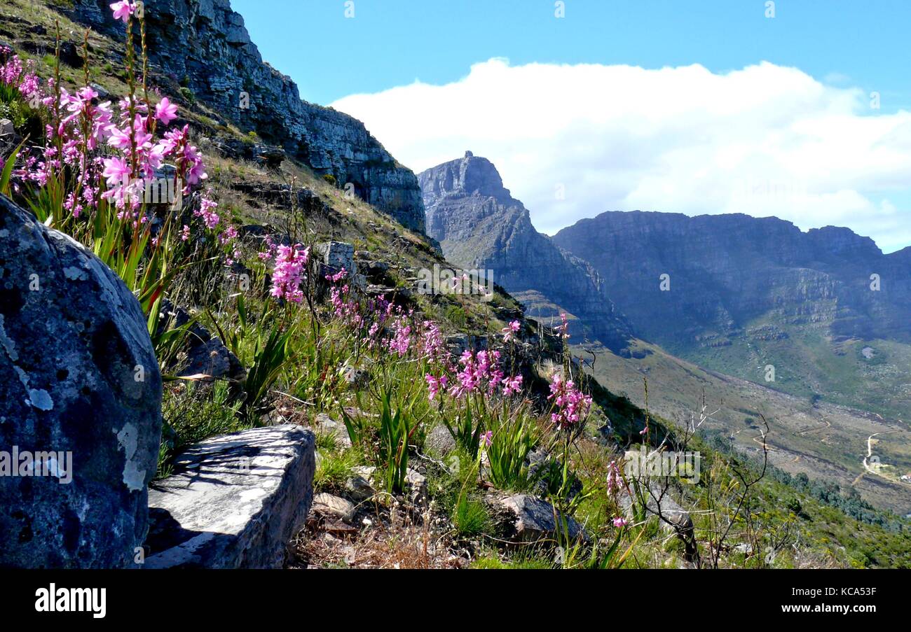 Table Mountain, Cape Town Stock Photo
