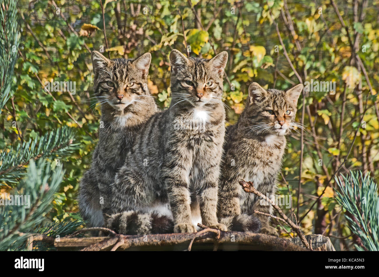 Scottish Wild Cat Kittens, Felix Svlvestris, British Wild Life Centre, New Chapel; East Grinstead, Surrey; England, Stock Photo
