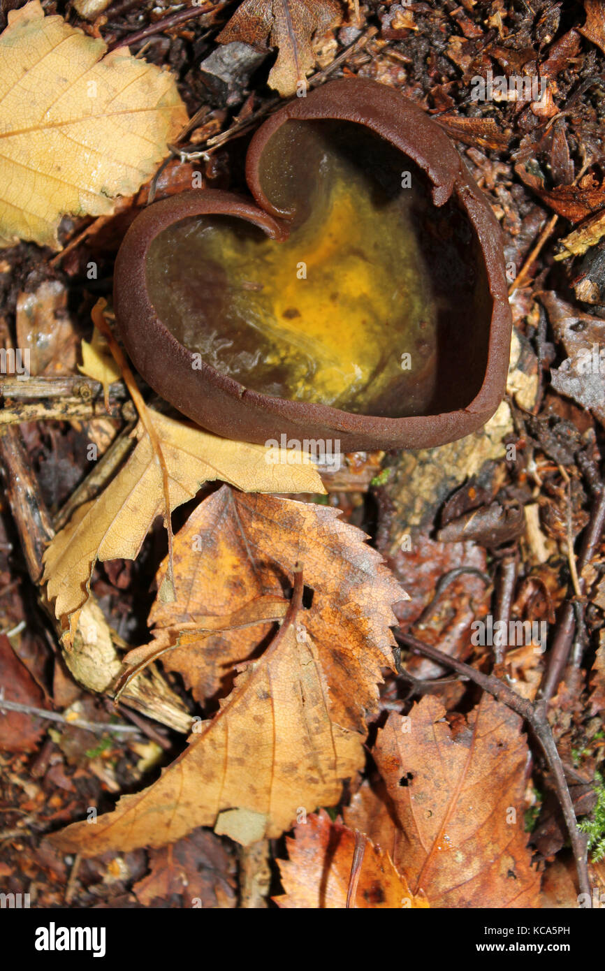 Bay Cup Fungi Peziza badia in the shape of a heart Stock Photo