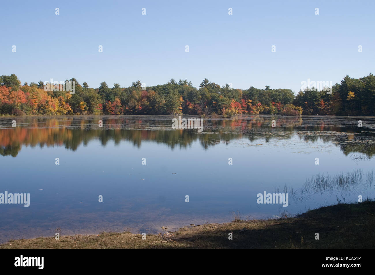 Harold Parker State Forest in the Autumn Stock Photo - Alamy