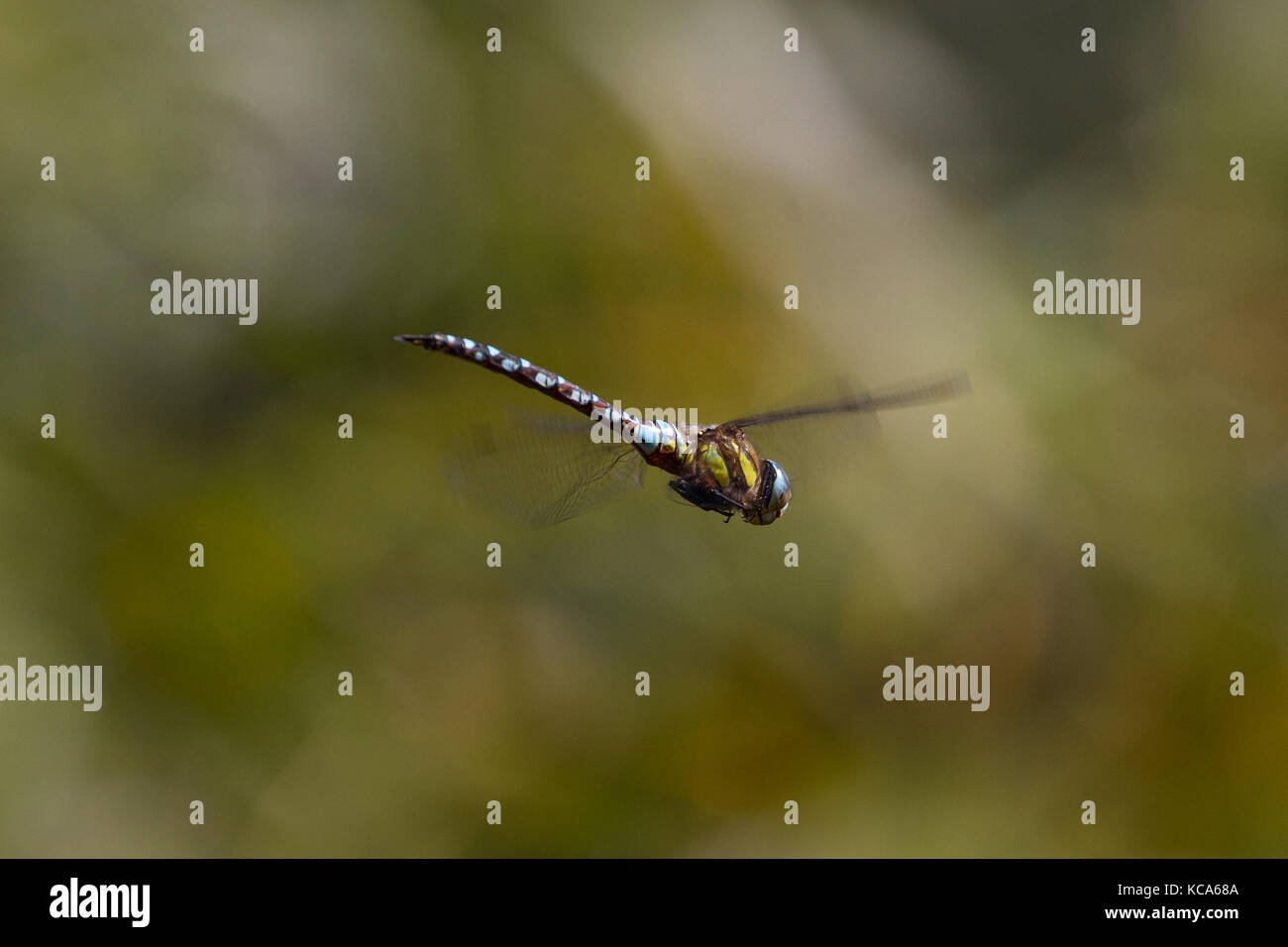 Migrant Hawker (Aeshna Mixta) Dragonfly in flight Stock Photo