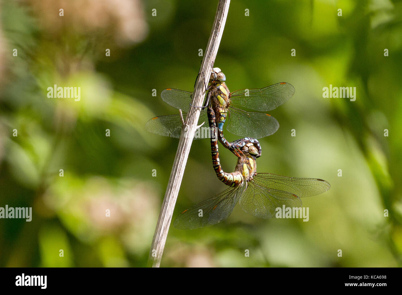 Migrant Hawker (Aeshna Mixta) Dragonfly during mating Stock Photo