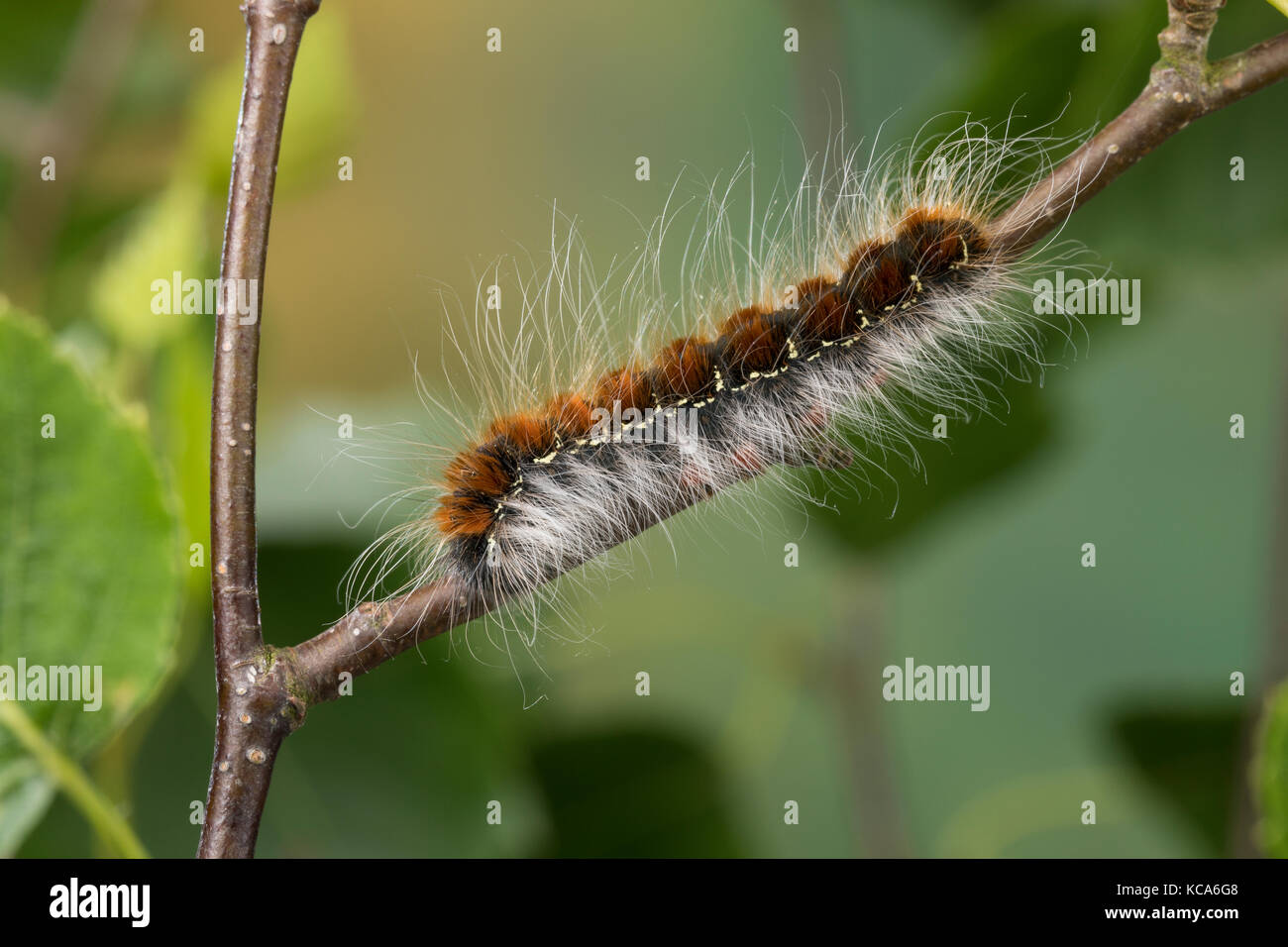 Wollafter, Frühlings-Wollafter, Birkennestspinner, Raupe frisst an Birke, Raupen, Eriogaster lanestris, Bombyx lanestris, Small Eggar, caterpillar, ca Stock Photo