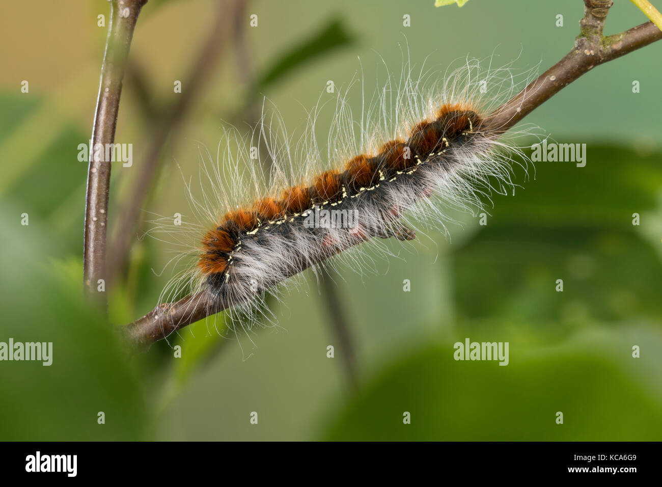 Wollafter, Frühlings-Wollafter, Birkennestspinner, Raupe frisst an Birke, Raupen, Eriogaster lanestris, Bombyx lanestris, Small Eggar, caterpillar, ca Stock Photo