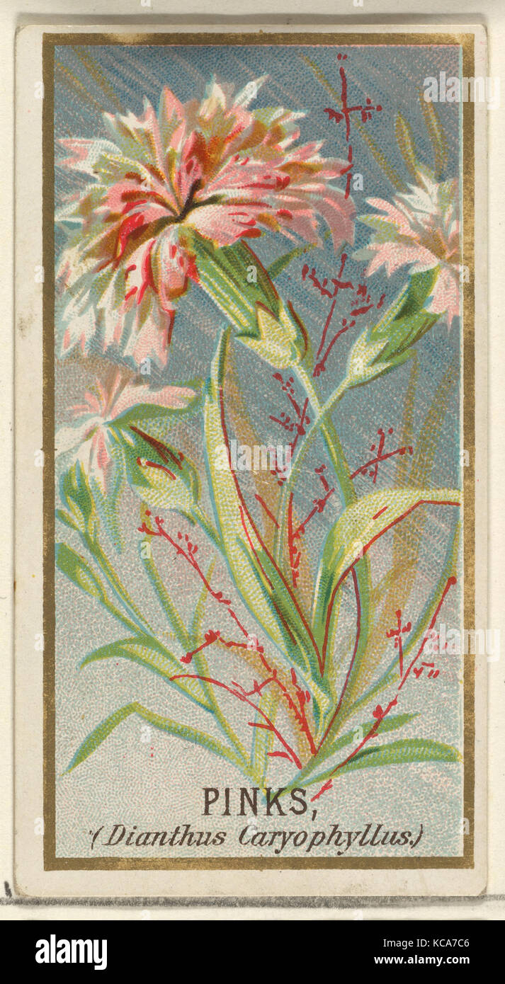 Pinks (Dianthus Caryophyllus), from the Flowers series for Old Judge Cigarettes, 1890 Stock Photo