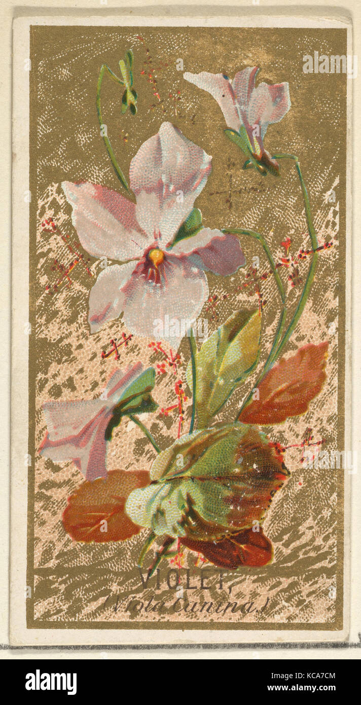 Violet (Viola Canina), from the Flowers series for Old Judge Cigarettes, 1890 Stock Photo
